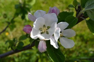 Flowering i Wonderland