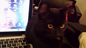 Crazycat is grown up